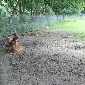 Fallow deer enclosure