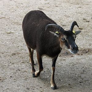 Soay Sheep