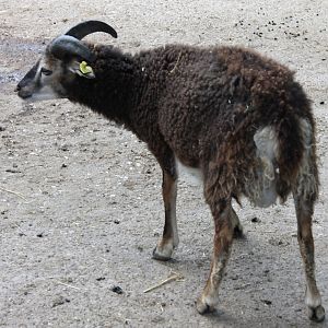 Soay Sheep