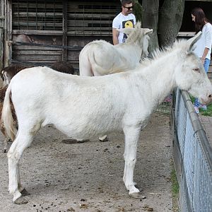 White Baroque donkey's - and Humans ( behind the donkey's ;) )