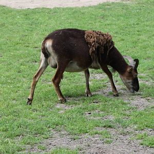 Soay sheep