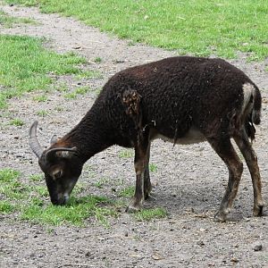 Soay sheep