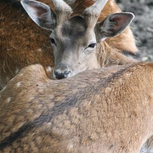 Fallow deer