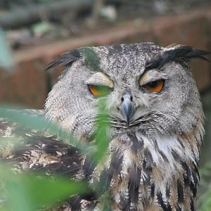 European eagle owl