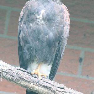 Harris hawk