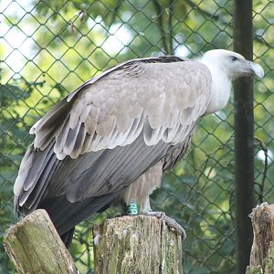 Griffon vulture