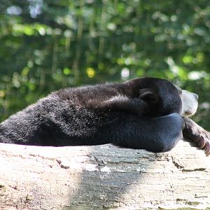 Malayan sun bear