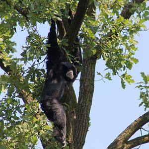 Siamang