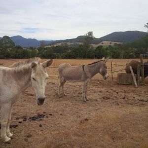 Donkeys and Bison