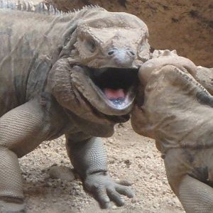 Wrestling rhinoceros iguanas