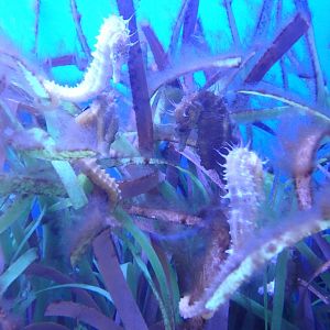 Long-nosed seahorse