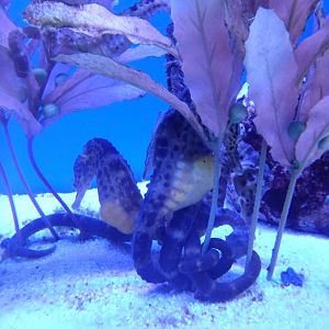 Big-bellied seahorse