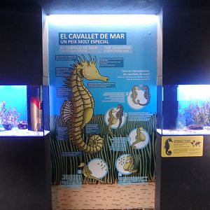 New seahorse enclosures