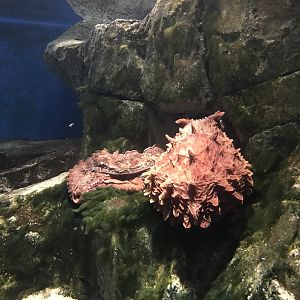 Den Blå Planet - 20/2/17