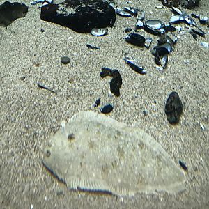 Den Blå Planet - 20/2/17