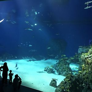 Den Blå Planet - 20/2/17