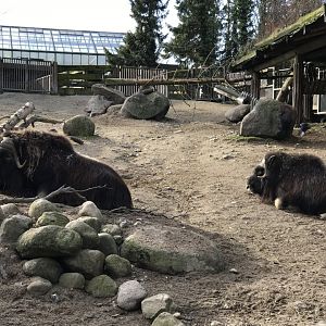 Musk ox