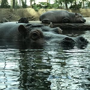 Nile hippo