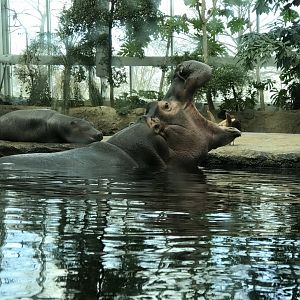 Nile hippo
