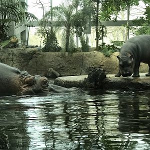 Nile hippo