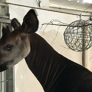 Male Okapi - 'Stanley'