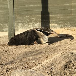 Giant anteater