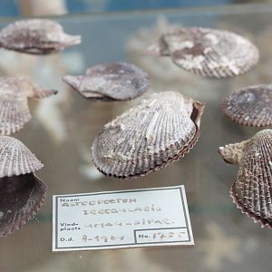 Shells