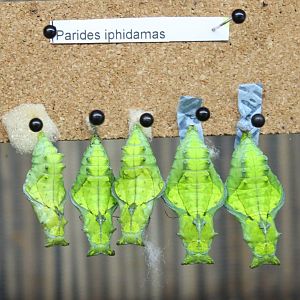 Pupas Parides iphidamas
