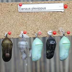 Danaus plexippus pupas