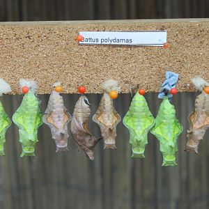 Pupas Battus polydamas