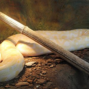 Albino Python molurus