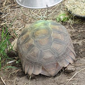 African spurred tortoise
