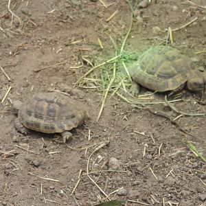 Hermanns tortoises
