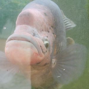 Giant gourami