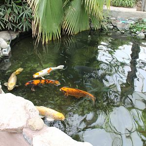 Fish-pond