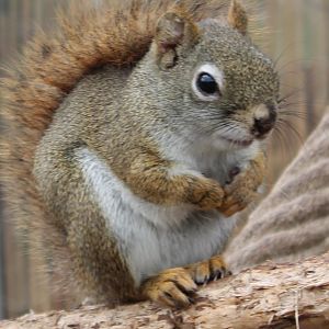 Hudson squirrel