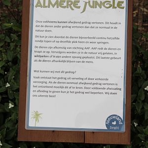 Behavioural notes Hudson squirrels