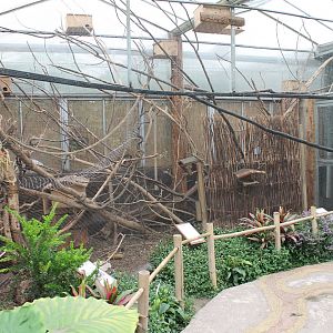 Enclosure Hudson squirrel