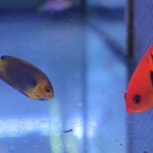 Fischers and Flame angelfishes