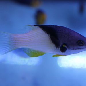 Bodianus mesothorax