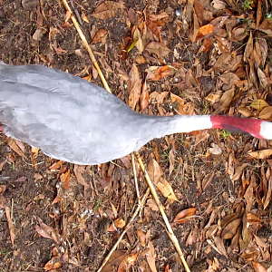 Sarus Crane Call