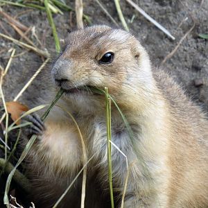 Black-Tailed Prairie Dog