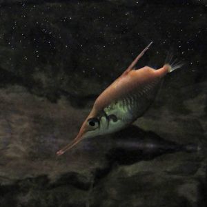 Long Spine Snipefish