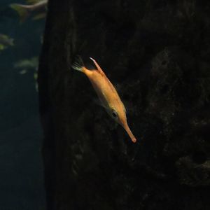 Long Spine Snipefish