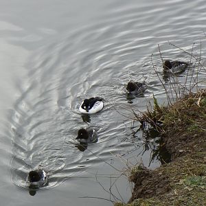 Common Goldeneye - 21 February 2017