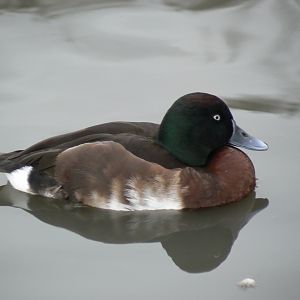 Baer's Pochard - 21 February 2017