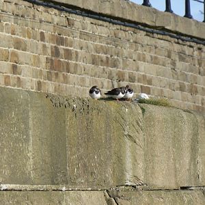 Ruddy Turnstones - 22 February 2017, Tynemouth