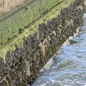 Purple Sandpiper - 22 February 2017, Tynemouth
