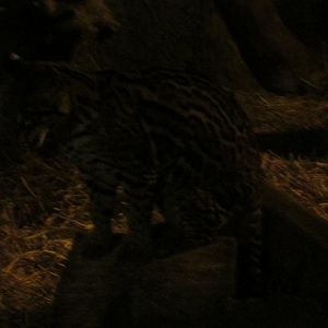 ocelot Buin zoo
