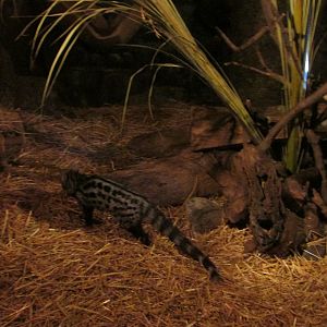 common genet Buin zoo